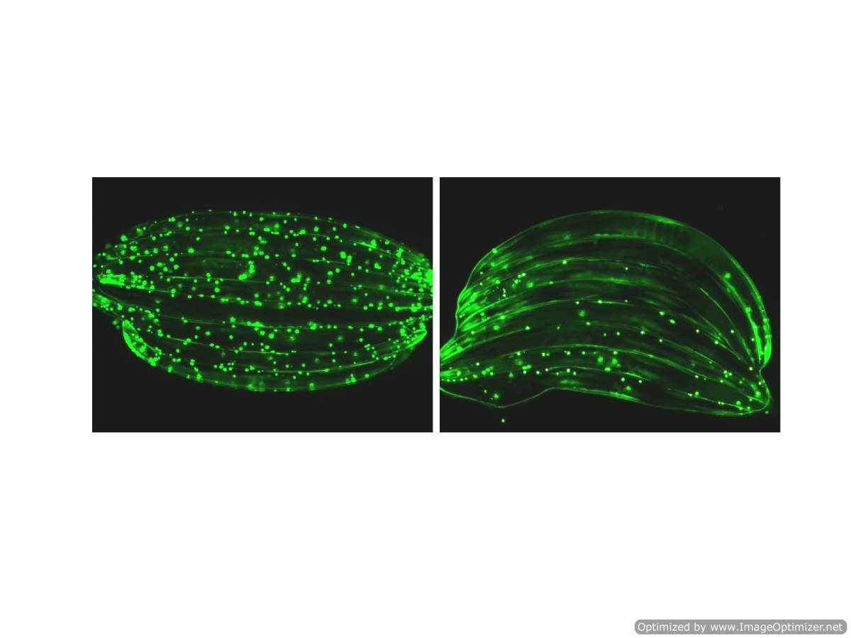 NII unravels how diet restriction delays ageing, increases lifespan