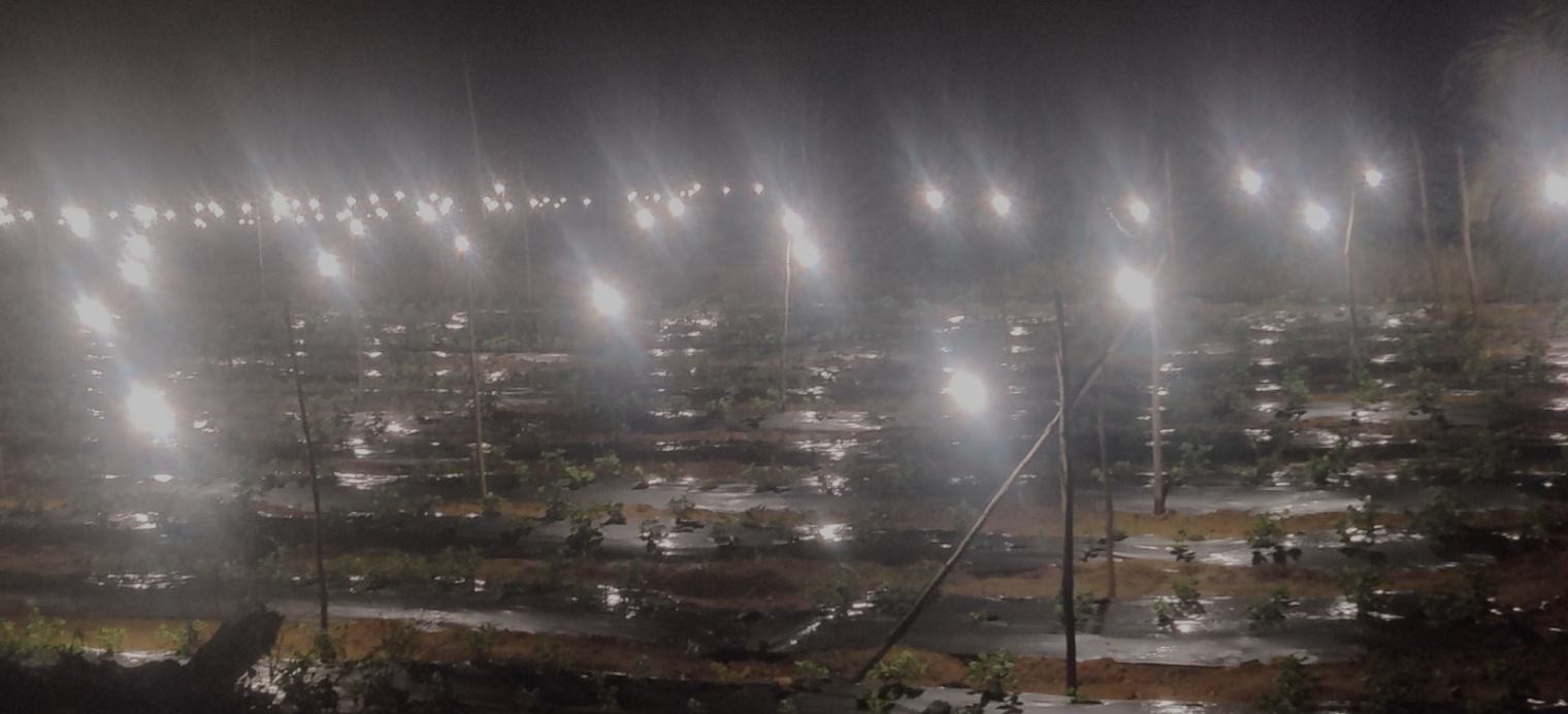 Night-Break Lights For Chrysanthemum: How Farmers ‘Hold’ The Night To Time A Perfect Flush