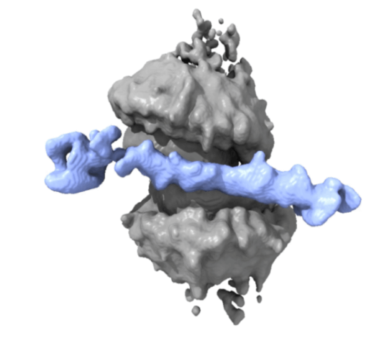 The Newly Discovered Ring Structure of RAD52 Protein May Lead to New Treatments for BRCA-Deficient Cancers